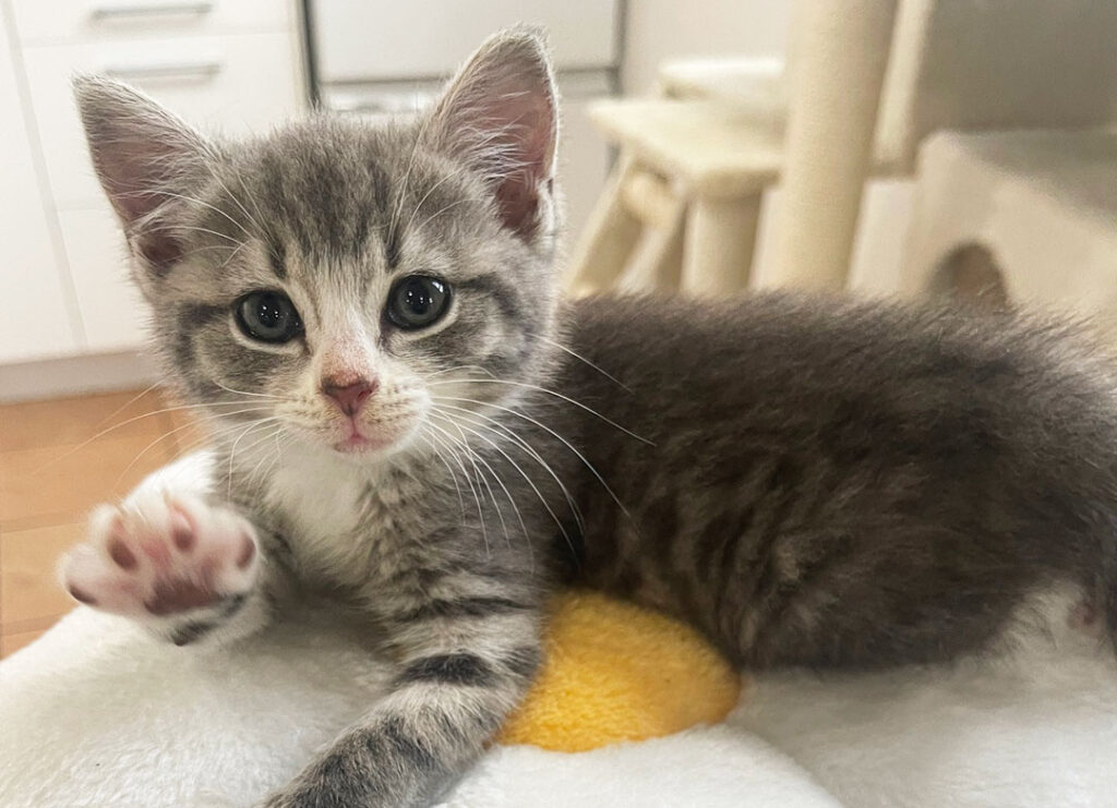 Welcome Kitten